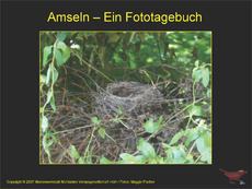 Fototagebuch-Amseln.pdf